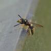 Ancistrocerus sp.
